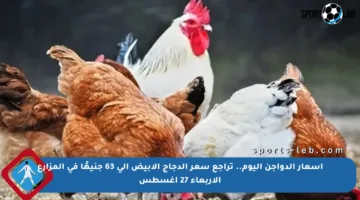 أسعار الدواجن اليوم.. تراجع سعر الدجاج الأبيض إلى 63 جنيهًا في المزارع الأربعاء 27 أغسطس